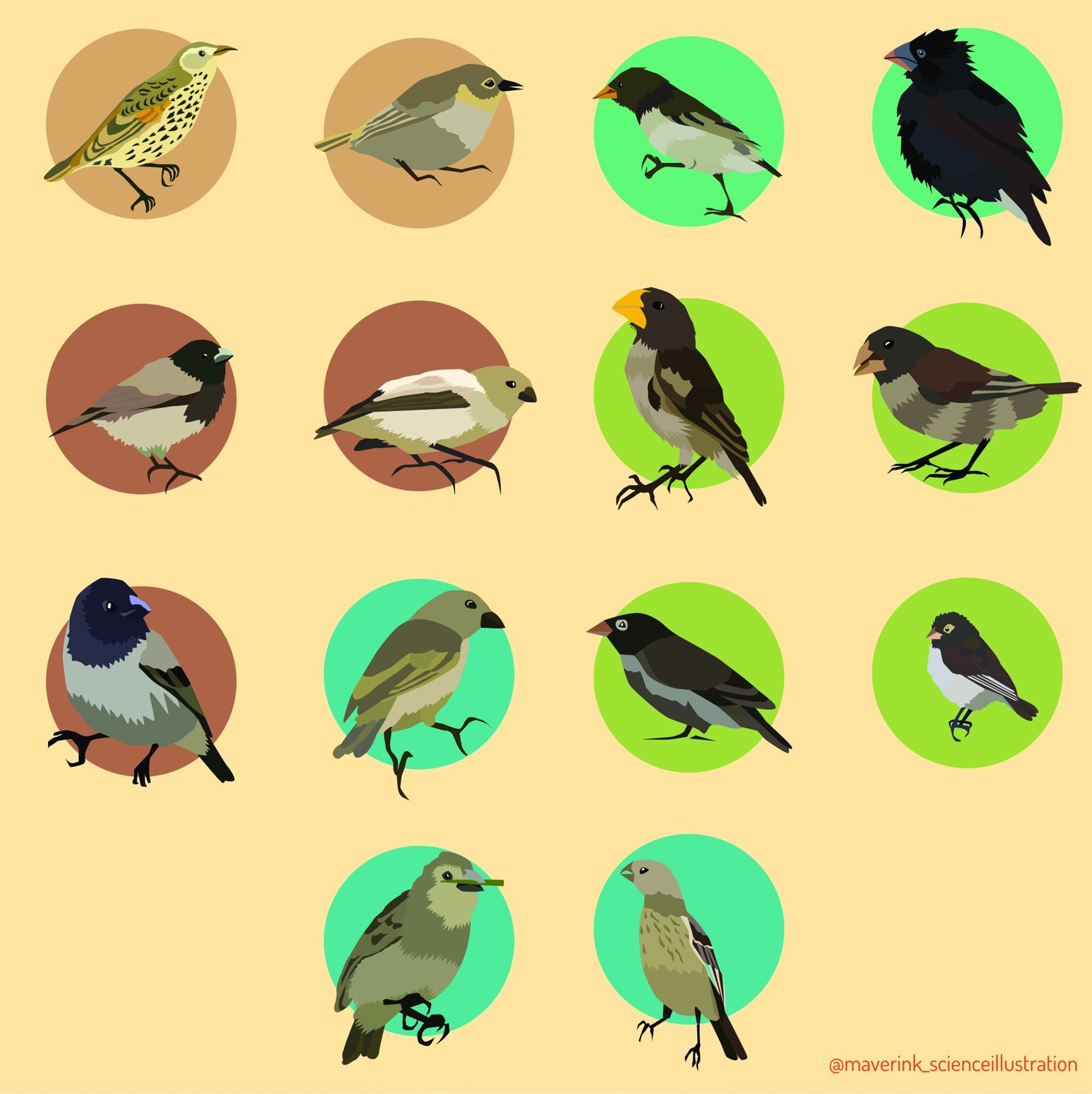 Illustrated portraits of Darwin's finches