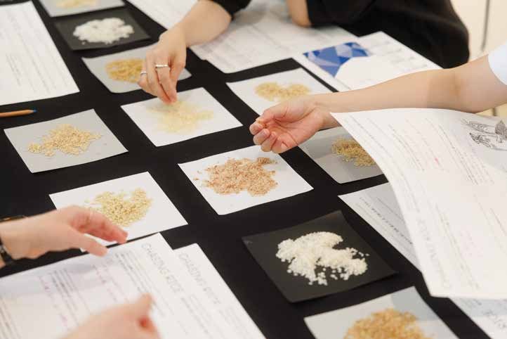 Hands sorting rice varieties at the TOKAS Open Studio