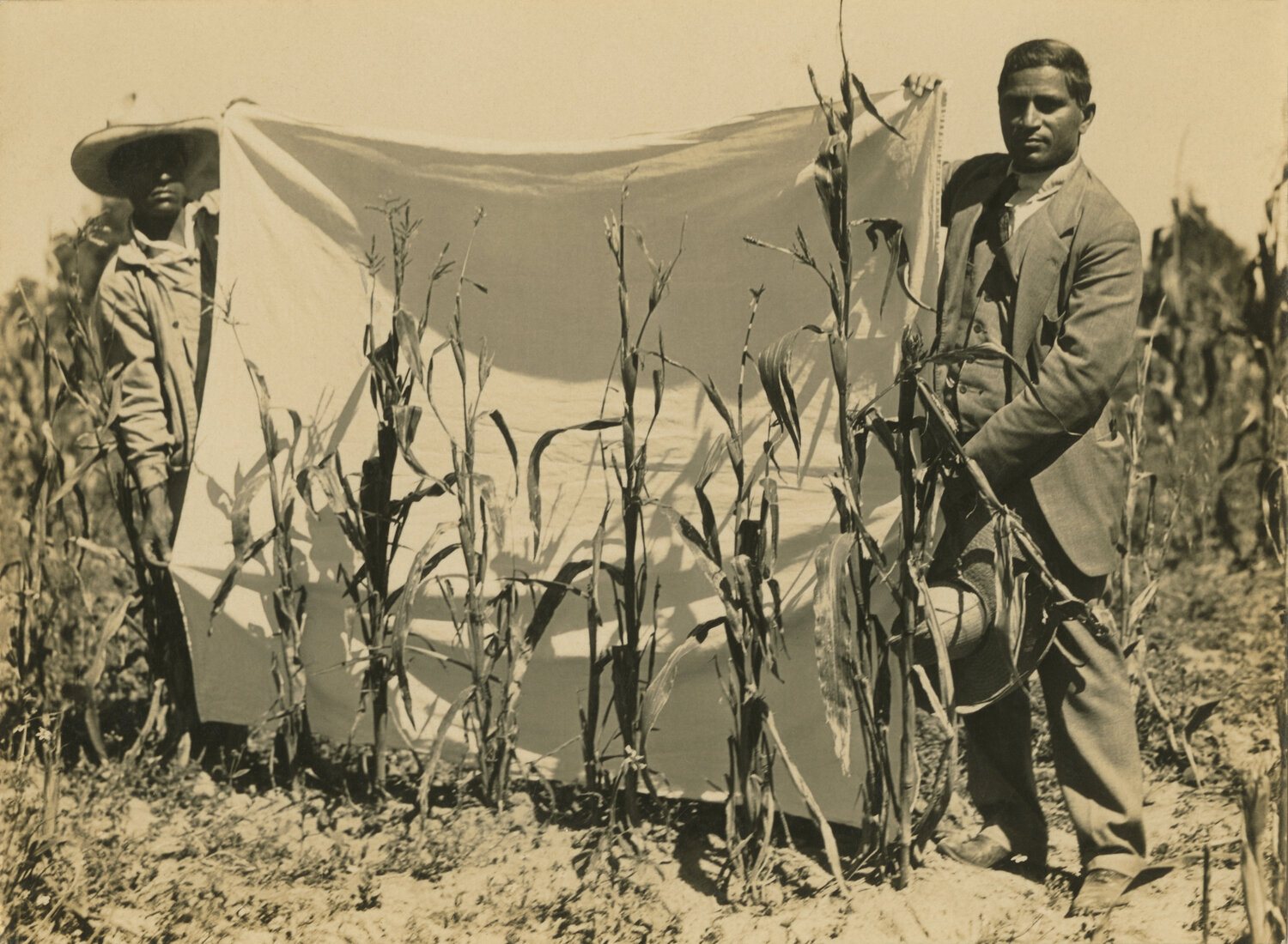 Archival photograph of two men in a field of crops