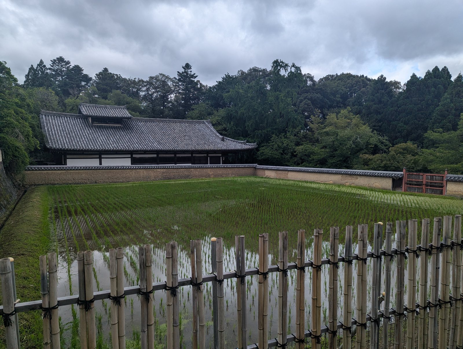 Rice paddies beside a temple in Nara