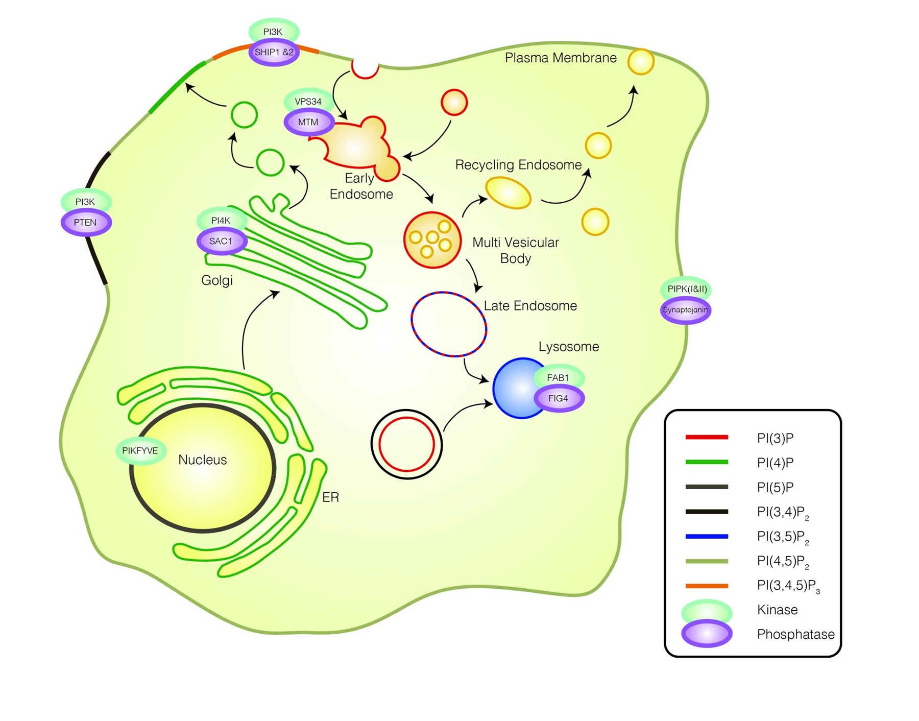 Schematic of a cell showing where different lipids sit