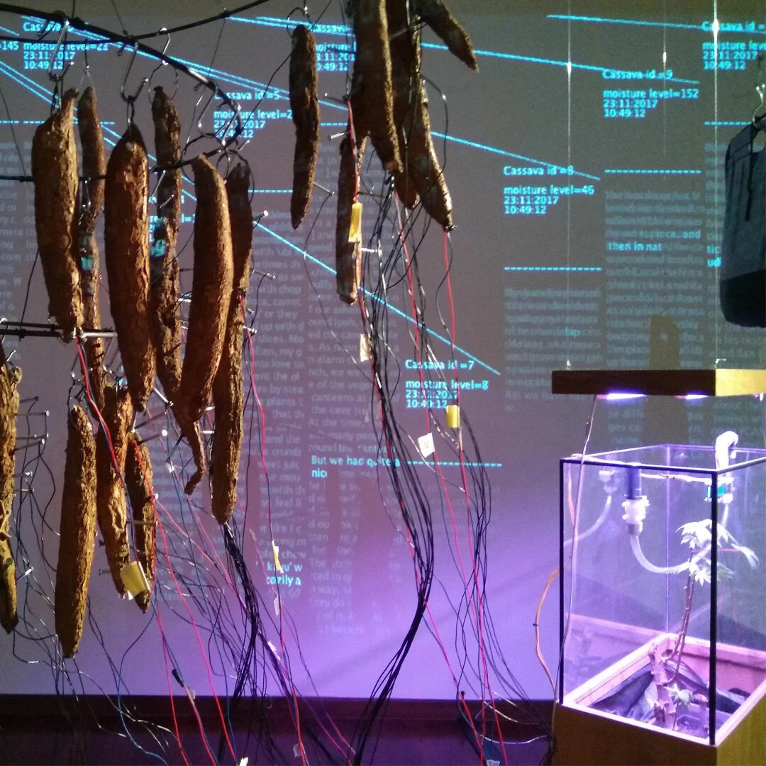 Hanging cassava roots lit in purple with projected text