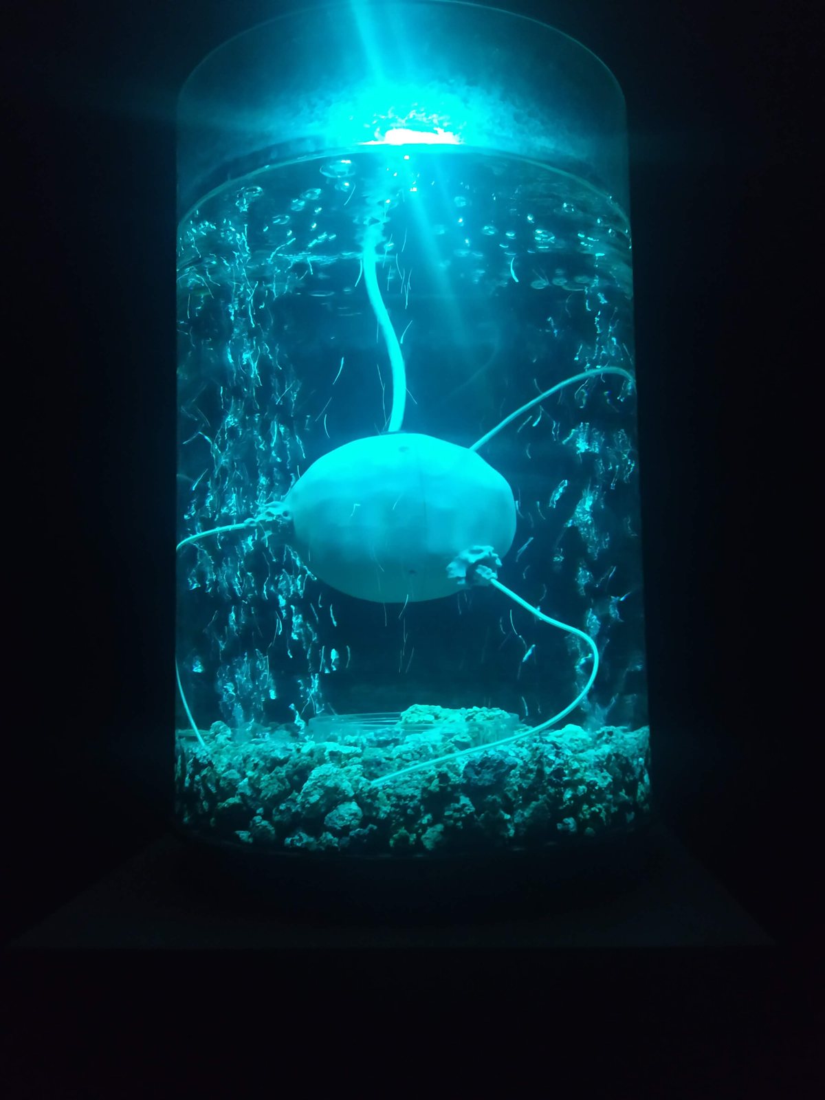 A glowing robotic creature in a water tank