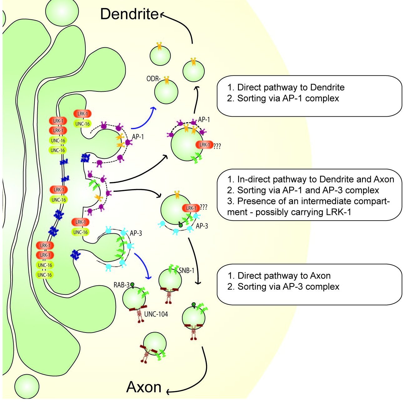 Schematic of cargo sorting from the Golgi to dendrites and axons