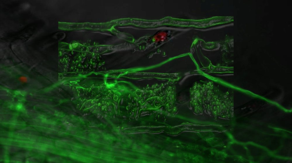 Green fluorescent plant cells