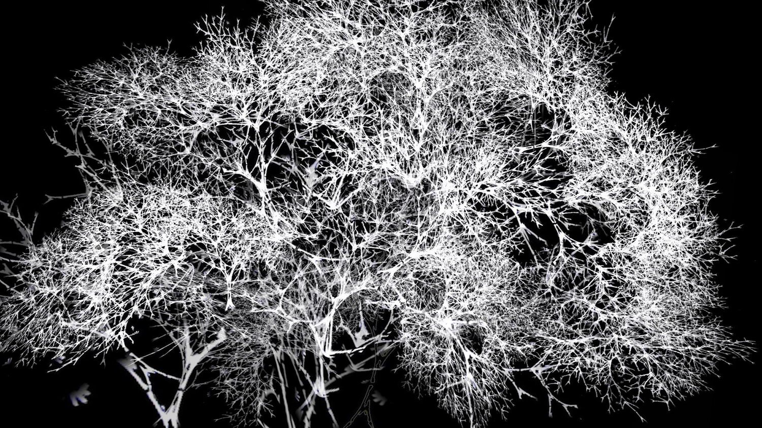 Arboreal by Rohini Devasher