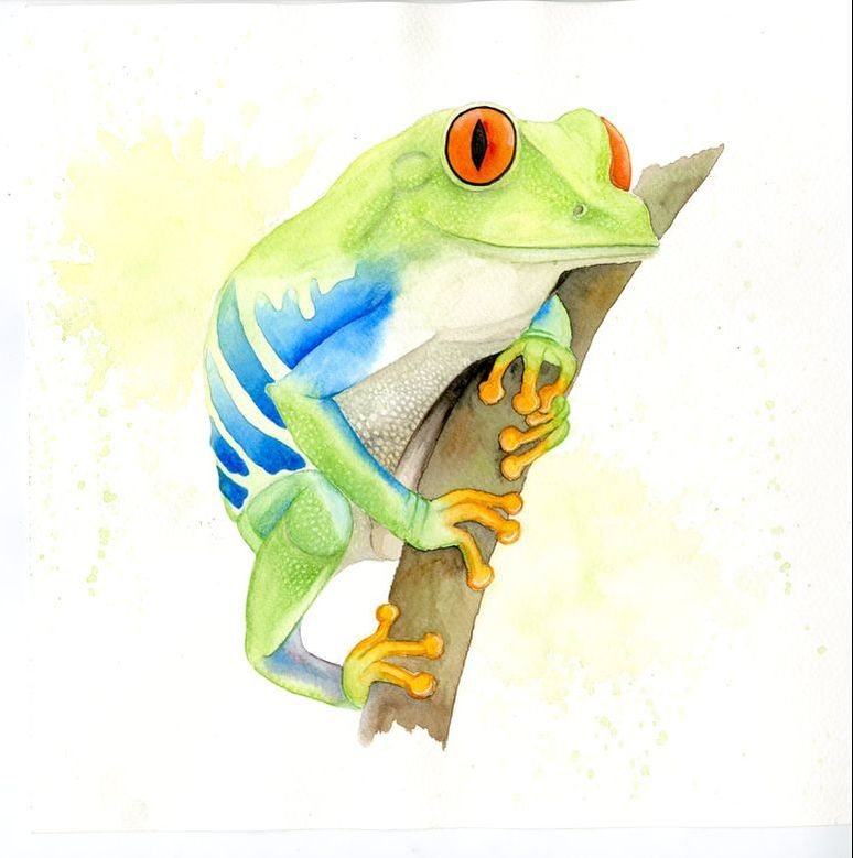 Watercolour tree frog