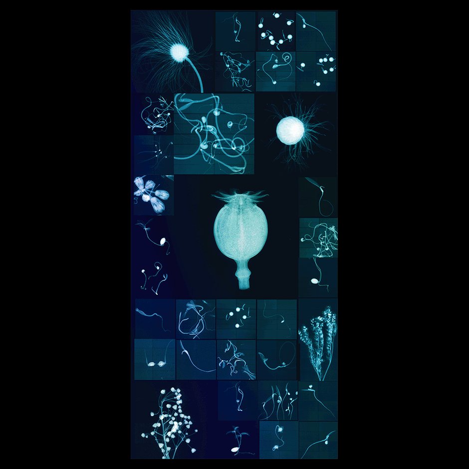 Glowing X-ray images of seeds on black